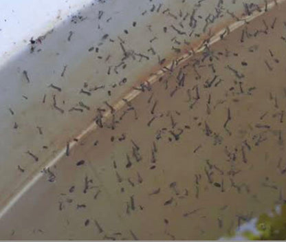 Cartucho Desinfectante para Cisternas entre 6,000 a 10,000lts